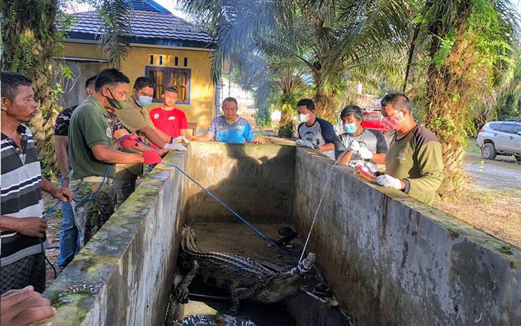 Khawatir Serang Anak-Anak, Warga Parenggean Serahkan Buaya Senyulong ke BKSDA