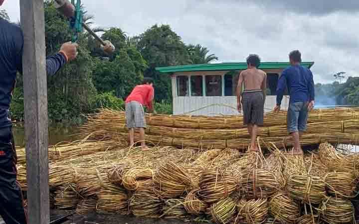 Anggota DPRD Dorong Pengawasan Pengepul Rotan dan Karet di Kotim