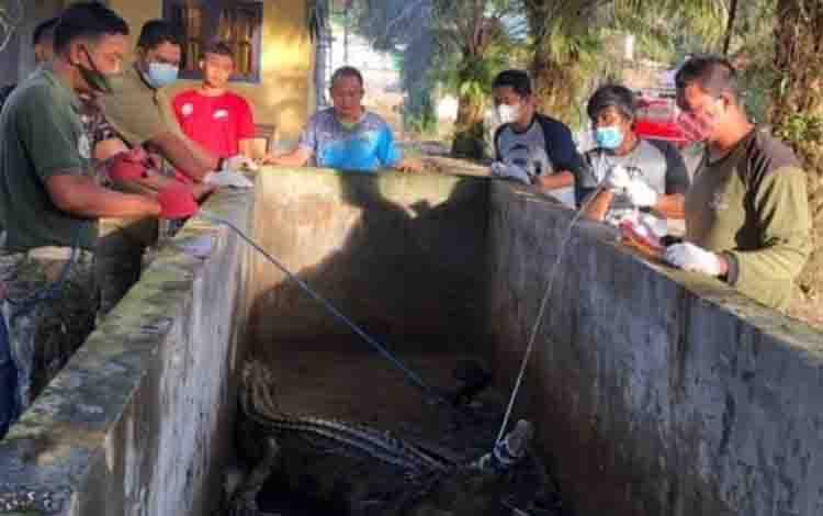 BKSDA Pangkalan Bun akan Lepasliarkan Buaya Sapit Ukuran 3 Meter ke Suaka Marga Satwa Lamandau