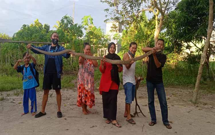 Warga Kumai Tangkap King Cobra Masuk Kandang Ayam