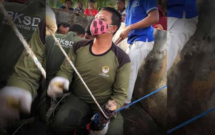 Evakuasi Buaya Senyulong di Parenggean Berlangsung Dramatis