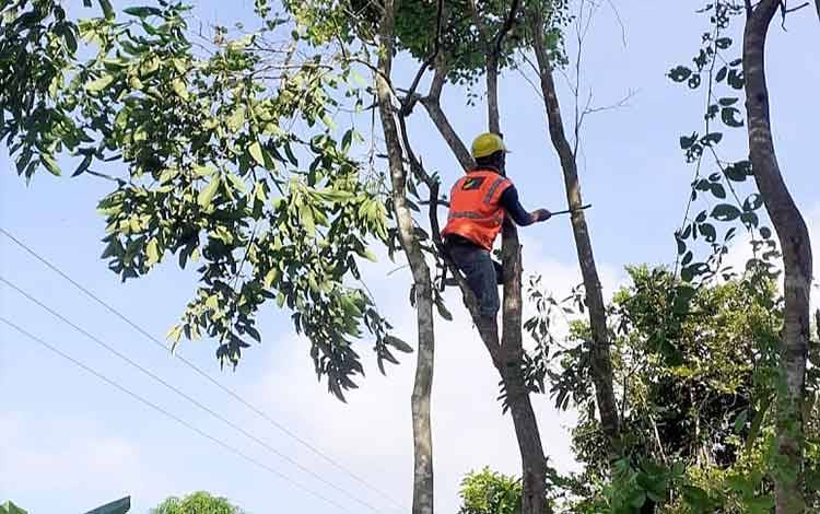Cerita Tantangan Tim ROW PLN Saat Bersihkan Jaringan Listrik Demi Kelancaran Aktivitas Ekonomi