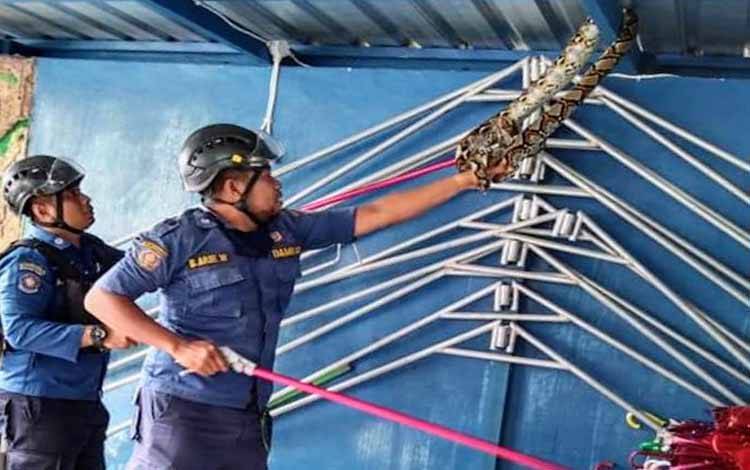Ada Ular Melingkar di Atap SMP IT Arafah Sampit