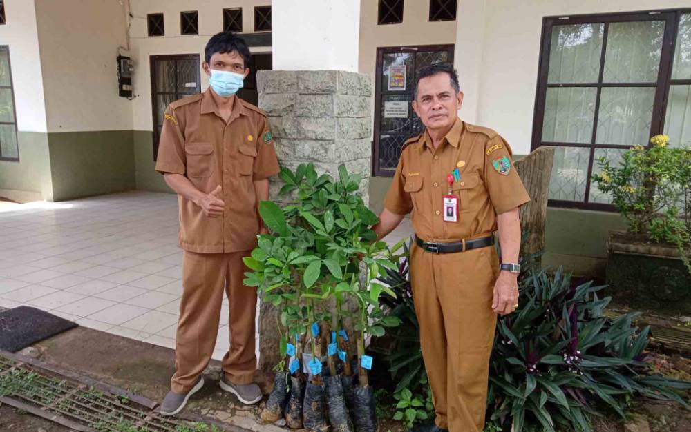 Dinas Pertanian Barito Timur Bagikan 101.500 Bibit Karet ke Kelompok Tani