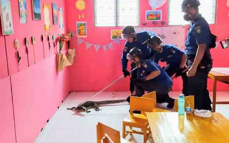 Biawak Masuk Ruang Kelas, Murid PAUD Raudhah Sampit Histeris