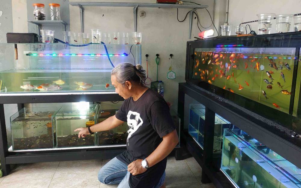 Penjualan  Ikan Hias Meningkat di Masa Pandemi Covid-19