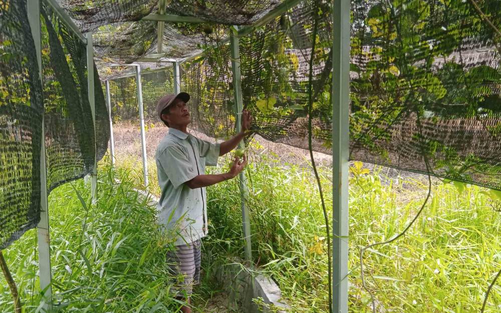 Ini Progres Pengembang Kebun Agrowisata Ketahanan Pangan di Desa Jabiren Pulang Pisau