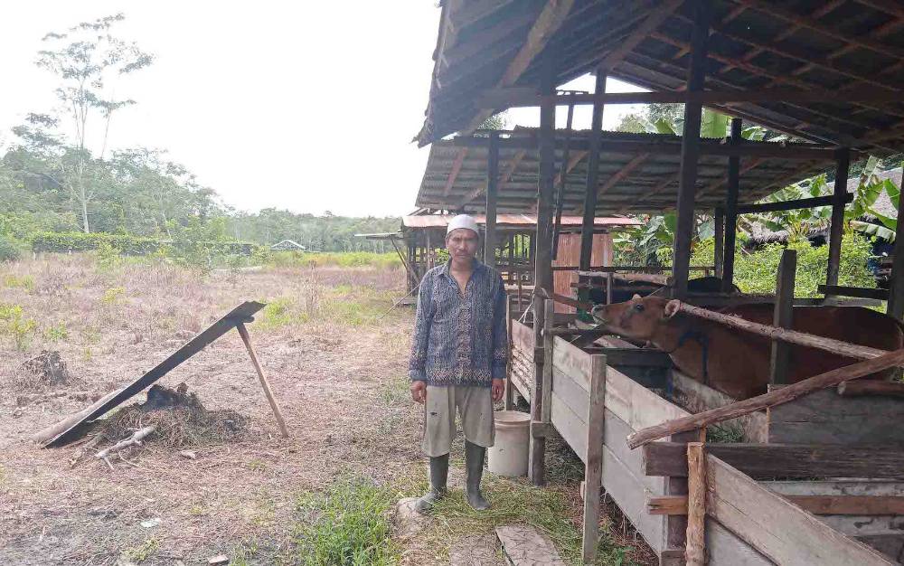 Warga Manfaatkan Lahan Kosong Kebun Agrowisata untuk Ternak Sapi