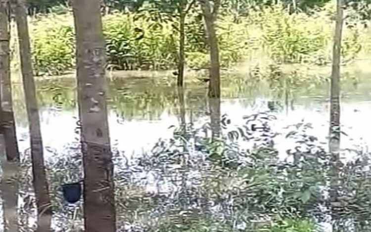 Patani Tak Bisa Sadap Karet karena Banjir