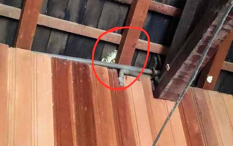 Warga Palangka Raya Dikagetkan Ular Piton Jatuh dari Plafon Rumah