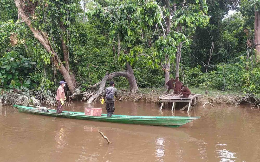 Konservasi di Kawasan Perkebunan Sawit Jalan Mempertahankan Keanekaragaman Hayati Alami