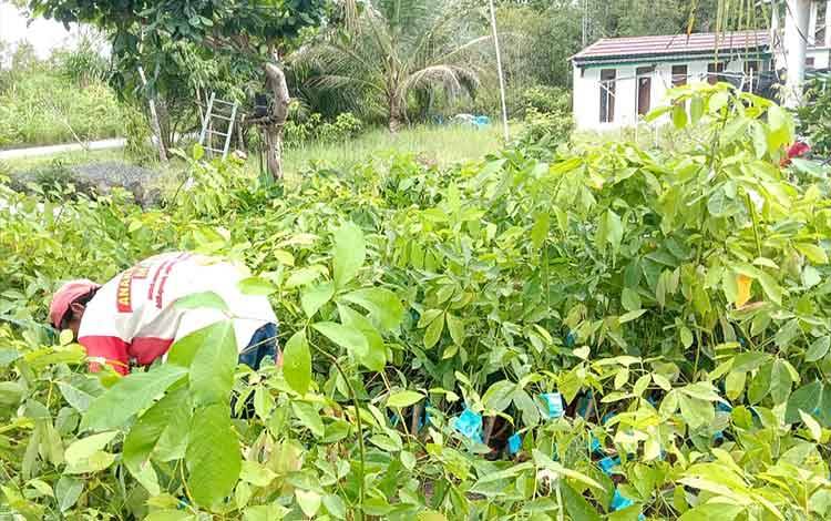 Kelompok Tani Malading di Kecamatan Paju Epat Terima Bantuan 5.000 Bibit Karet