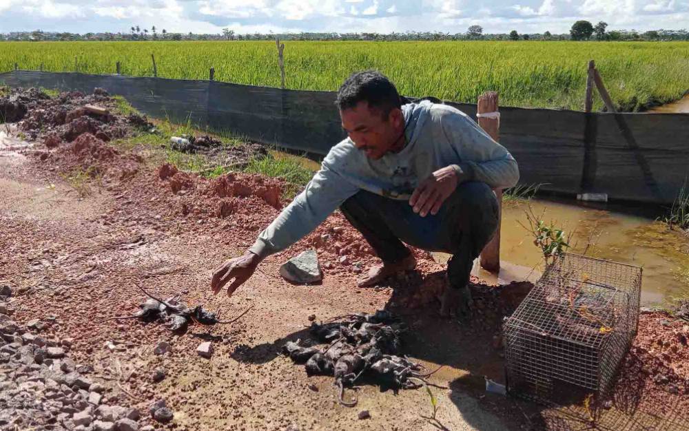 Ribuan Hama Tikus Ancam Tanaman Padi Food Estate di Pulang Pisau