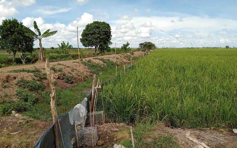 Cuaca dan Hama Tikus Pengaruhi Panen Ketiga di Kawasan Pertanian Belanti Siam