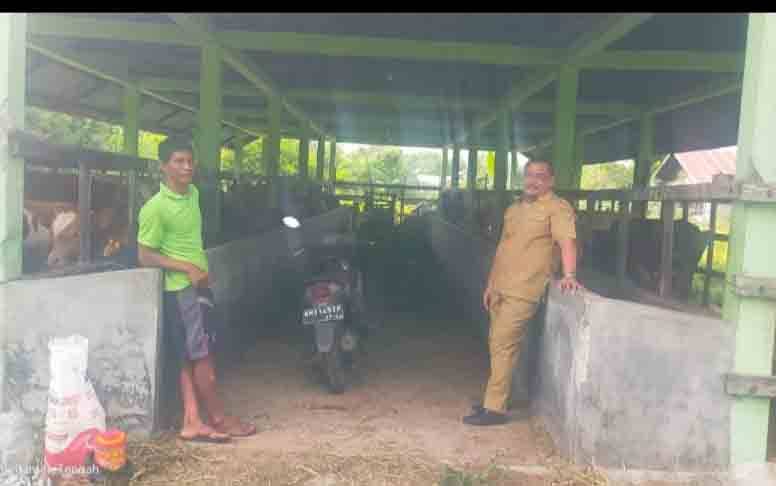Hewan Ternak Diungsikan Bertambah di RPH Kalampangan