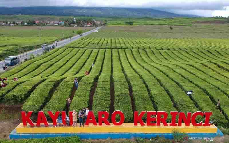 Teh Indonesia Senilai Rp 57 Miliar Siap Banjiri Pasar Malaysia