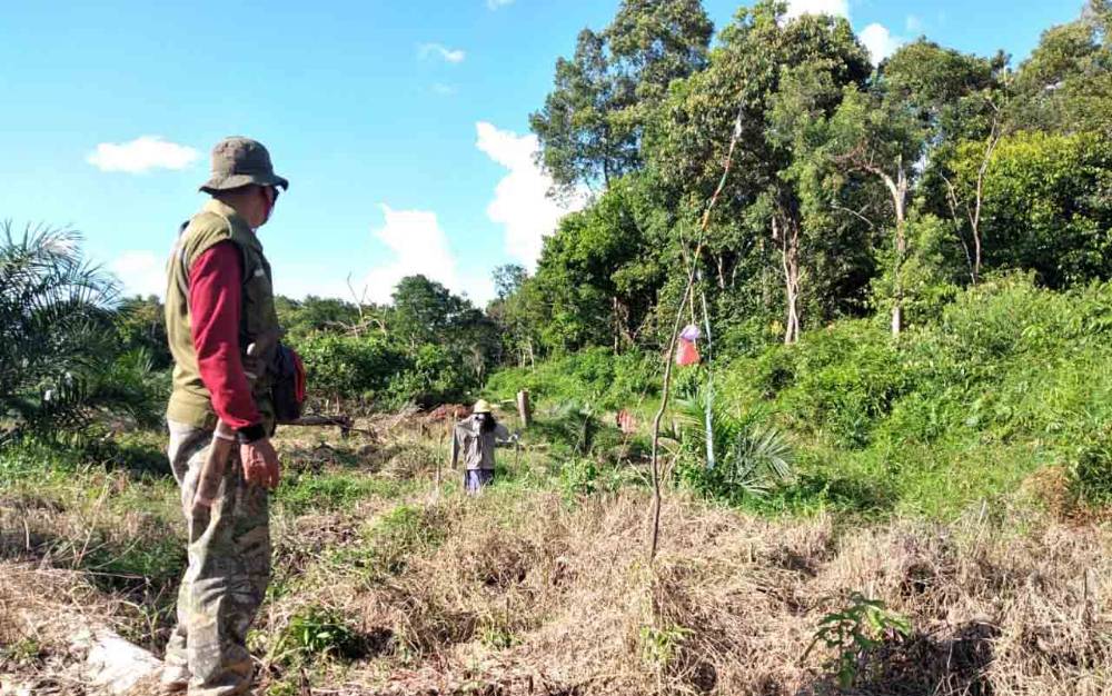 Ada Orangutan Jantan, Besar, dan Tua Keliaran di Sekitar Kebun Kelapa Sawit Perusahaan