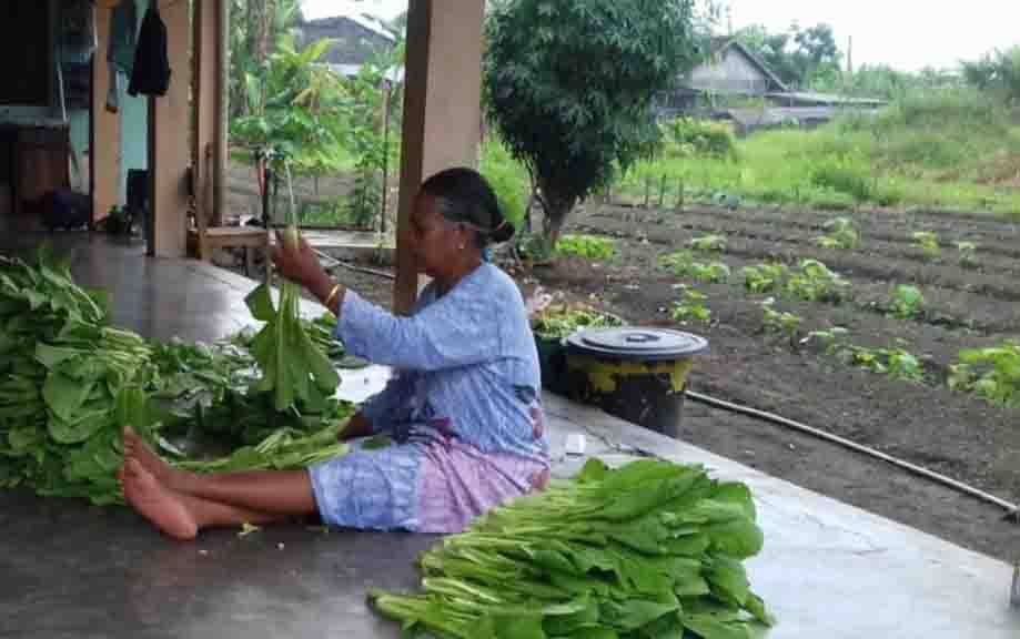 Masyarakat Diajak Manfaatkan Pekarangan Wujudkan Ketahanan Pangan