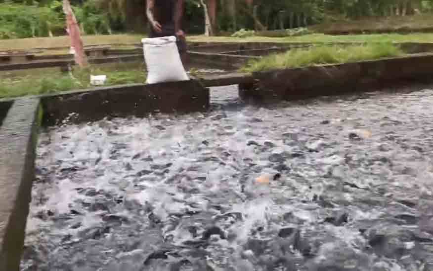 Potensi Budidaya Ikan Diyakini Bisa Jadi Sumber PAD