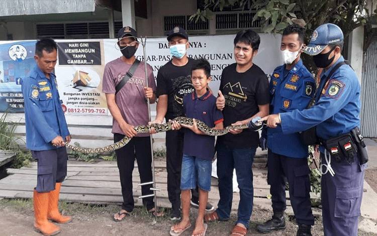 Ular Piton Masuk Kandang Ayam Milik Warga di Kalibata