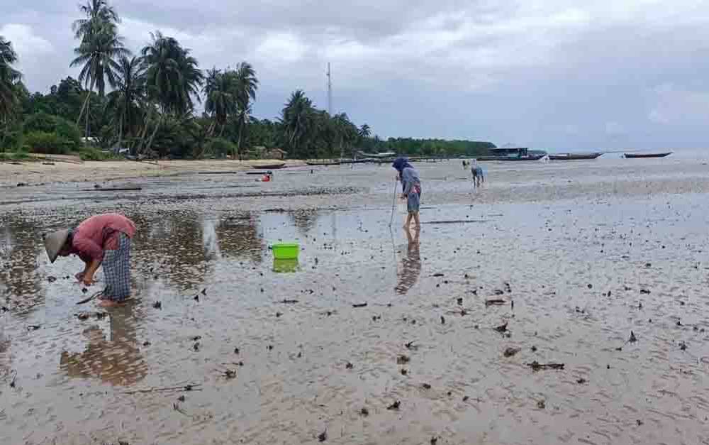 Melihat Warga Pesisir Teluk Bogam Berburu Kerang Bambu dengan Batas Waktu 2 Jam dari Alam