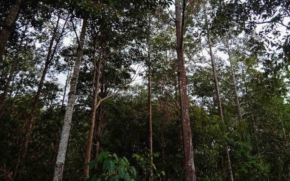 Pengelola KHDTK Tumbang Nusa Ingatkan Pentingnya Penghijauan untuk Cegah Bencana