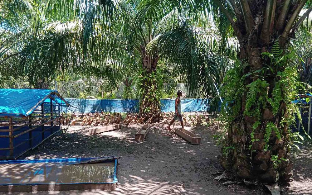 Kelompok Tani di Desa Kanamit Barat Siapkan Langkah Pemasaran Hasil Ternak Bebek