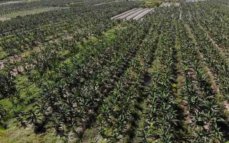 Desa Sungai Bakau Kembangkan Perkebunan Pisang Kepok