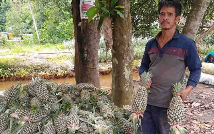 Petani Nanas di Desa Mintin Keluhkan Sulitnya dapat Pupuk