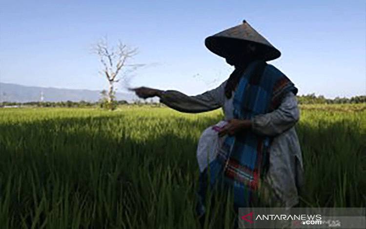 Ombudsman: Akses Petani Dapatkan Pupuk Subsidi Sangat Terbatas