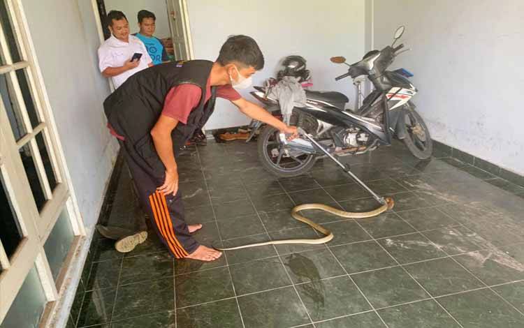 Ular Kobra 2 Meter Masuk Rumah Warga Palangka Raya