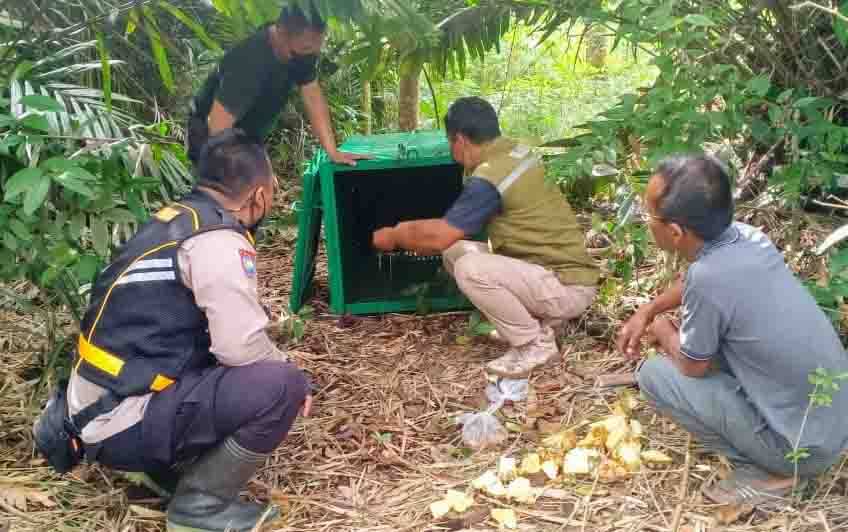 Perangkap Beruang di Desa Karang Tunggal Parenggean Dipasang Umpan Khusus