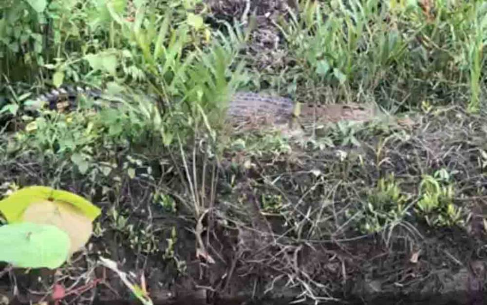Heboh, Kawanan Buaya Muncul di Sungai Andel Kelurahan Candi