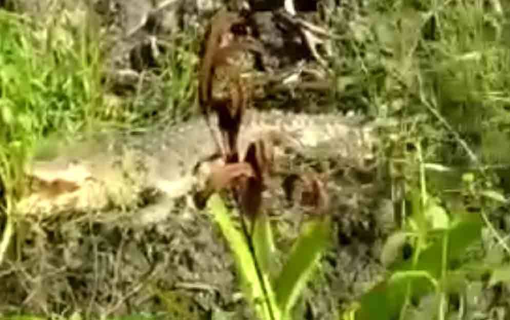 Kemunculan Buaya Muara di Sungai Nyirih, Resahkan Warga Kelurahan Candi