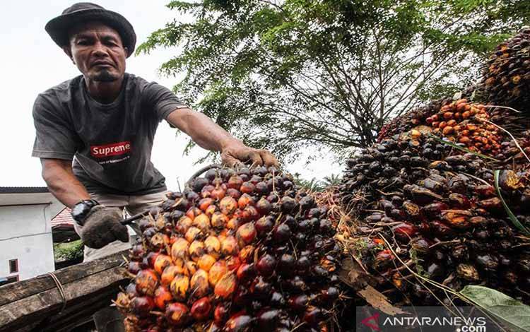 Pakar Gizi: Minyak Sawit Merah Tekan Risiko Kanker