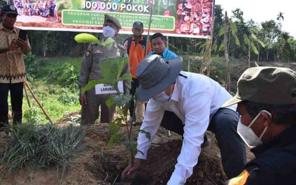 Bupati Lamandau Tanam Perdana 100.000 Bibit Kopi Robusta di Desa Kahingai