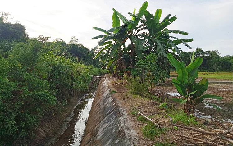 30 Hektare Sawah di Desa Ipu Mea Terancam Tak Dapat Ditanami Padi