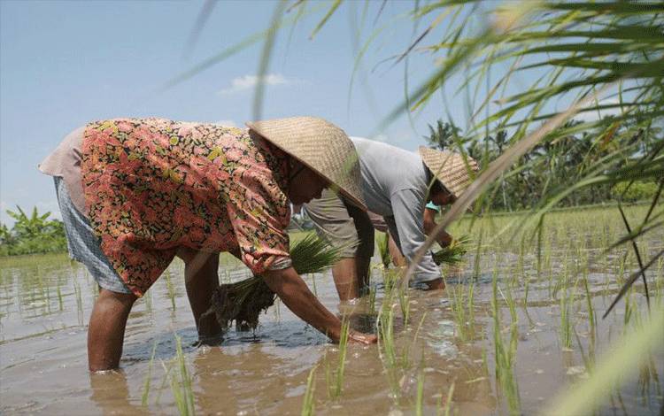 Peneliti: Perkecil Kesenjangan Produktivitas Beras Seluruh Indonesia