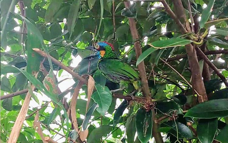 Burung Langka asal Parenggean Dilepasliarkan di Hutan Rahasia