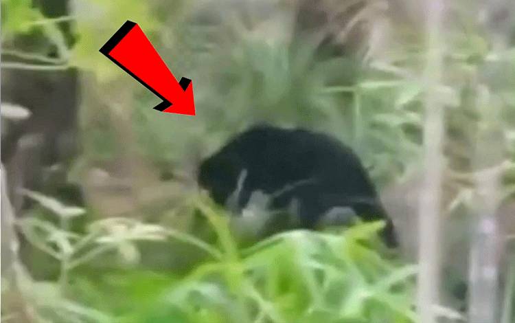 Beruang Muncul Lagi di Lokasi Perumahan di Sampit, Warga Ramai Mengejar