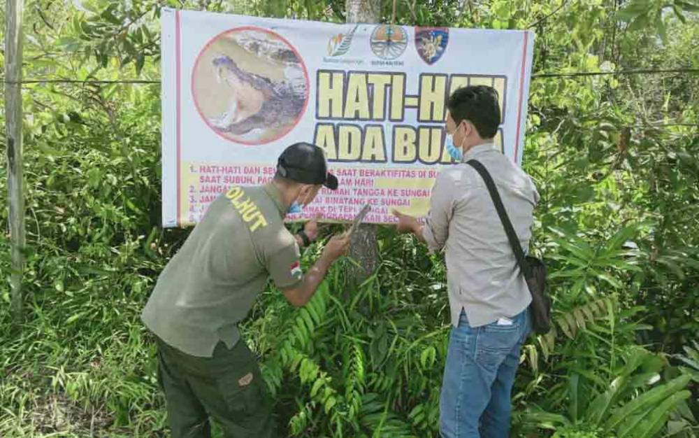 Upaya Penangkapan Buaya Sungai Andel Belum Membuahkan Hasil