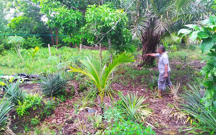 Gawat, Beruang di Perumahan Wengga Metropolitan Makin Cuek dengan Keberadaan Manusia