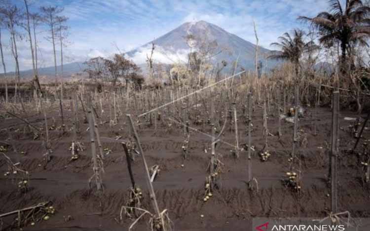 Luas Lahan Perhutani Terdampak Semeru Capai 5.354,80 Hektare