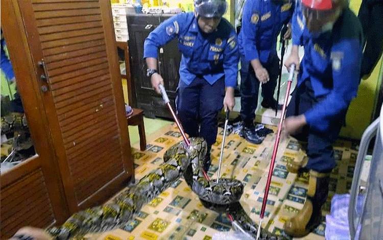 Warga Baamang Terkejut Ada Ular Sepanjang 3 Meter Sembunyi di Samping Drum