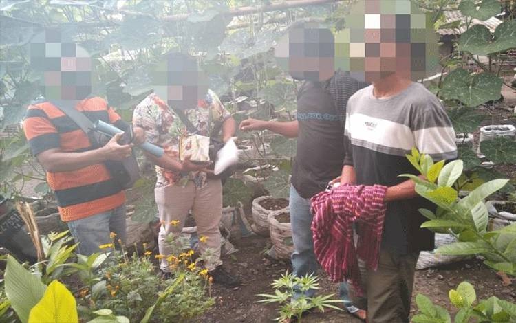 Ada-Ada Saja, Petani ini Nekat Tanam Ganja, Begini Akibatnya