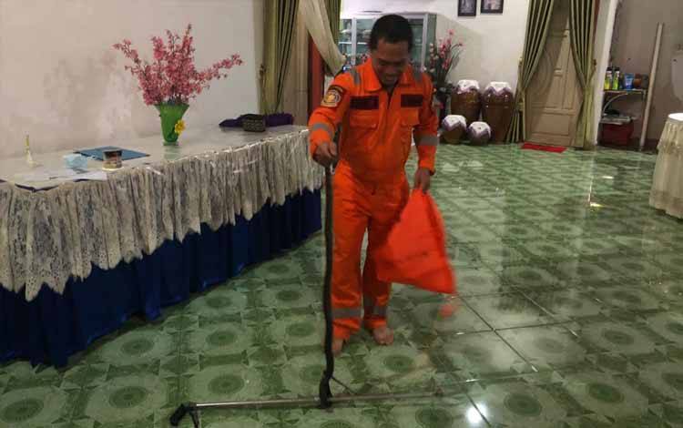 Nyasar Masuk Rumah Warga, Seekor Ular Sawo Kopi Dievakuasi Damkar Kobar