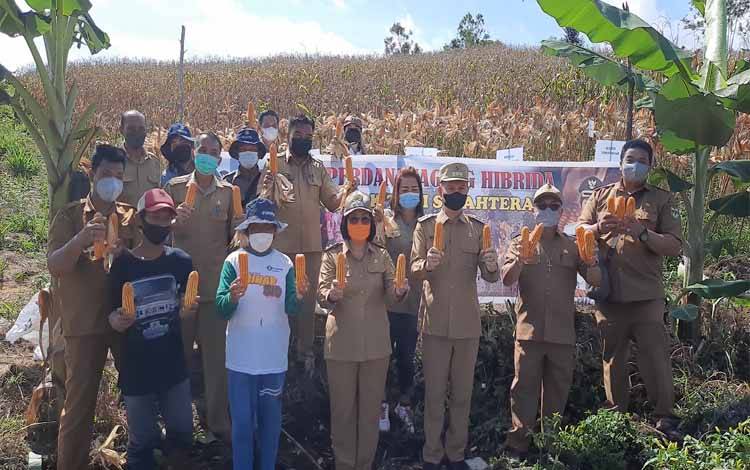 Bupati Gunung Mas Panen Jagung Hibrida di Kurun