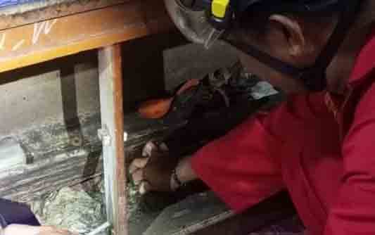 Warga Kopi Selatan Sampit Kaget, Ada Anak Ular Masuk Dapur