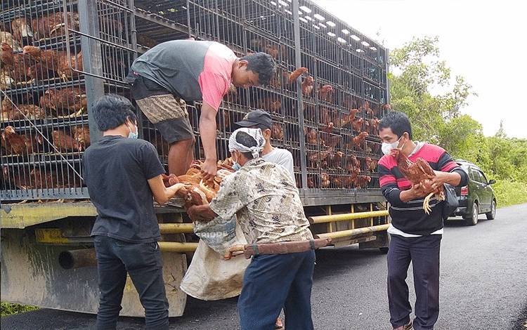 Sepanjang 2021 Pemkab Barito Timur Salurkan Bantuan Ayam Petelur 6.400 Ekor