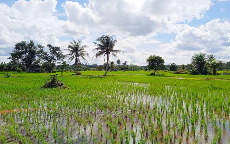 Kepala Dinas Pertanian Barito Timur Imbau Petani Turut Merawat Saluran Irigasi